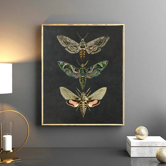 Vintage Flying Insect Specimen Canvas Wall Art Print