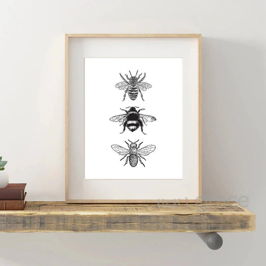 Vintage Flying Insect Specimen Canvas Wall Art Print