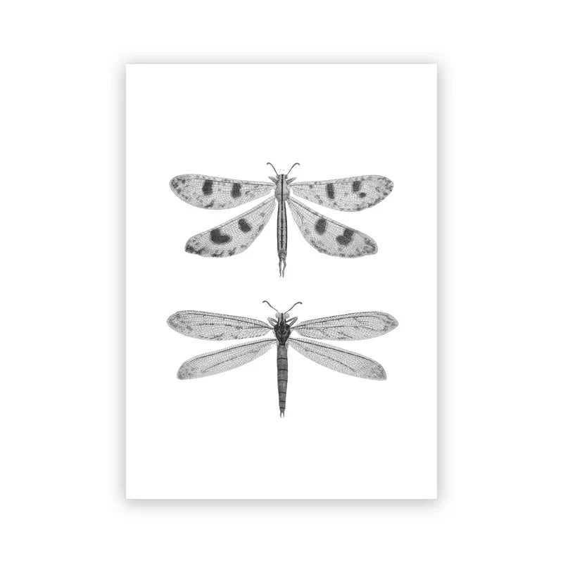 Vintage Flying Insect Specimen Canvas Wall Art Print