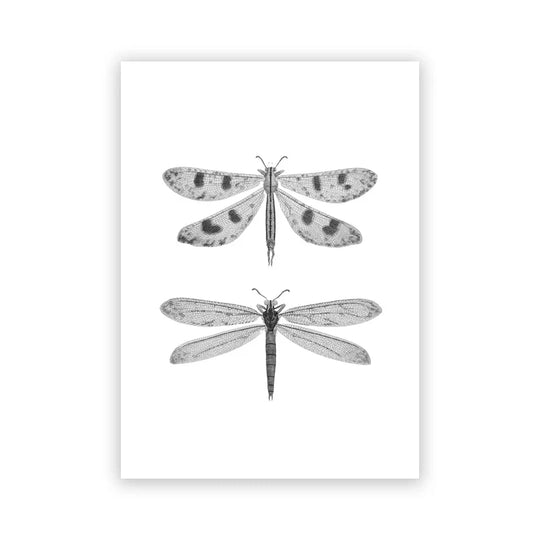 Vintage Flying Insect Specimen Canvas Wall Art Print