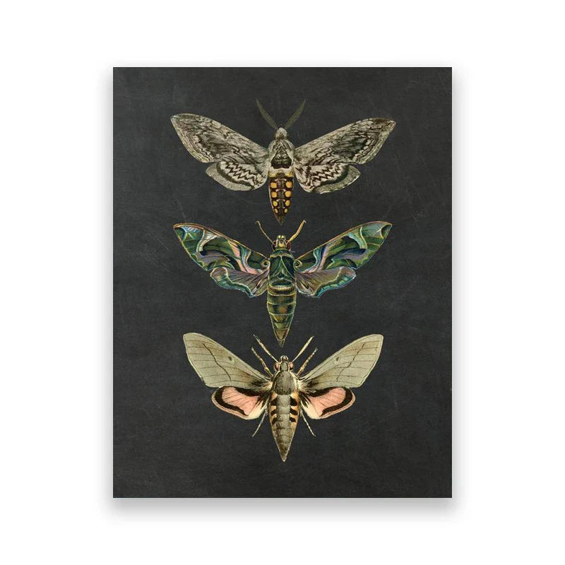 Vintage Flying Insect Specimen Canvas Wall Art Print