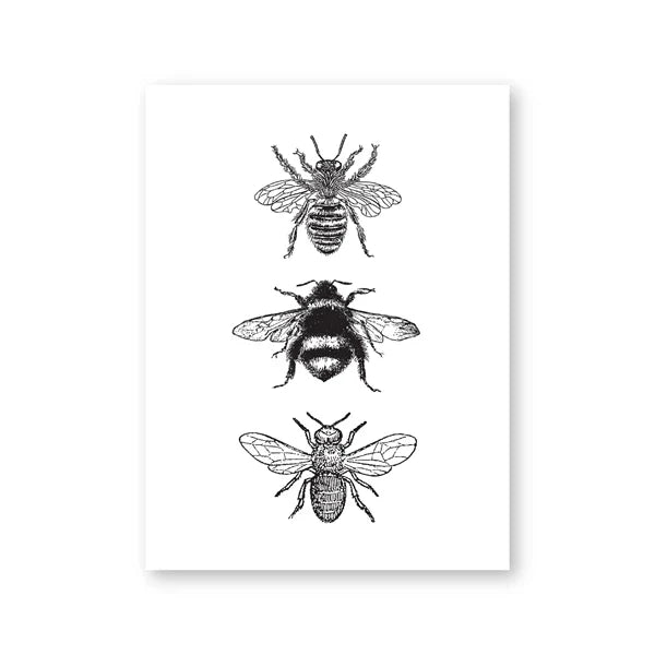 Vintage Flying Insect Specimen Canvas Wall Art Print