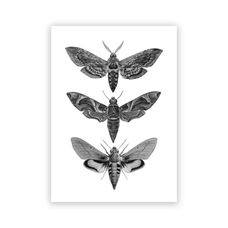 Vintage Flying Insect Specimen Canvas Wall Art Print