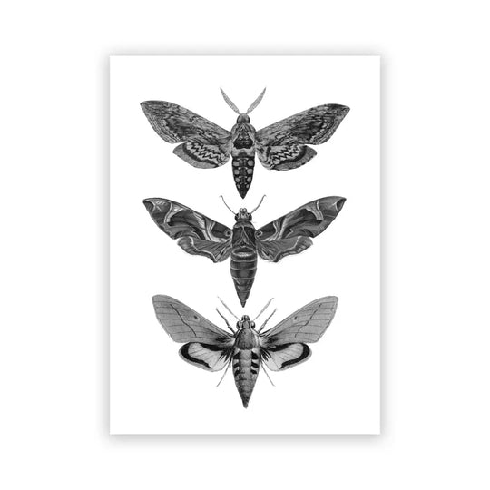 Vintage Flying Insect Specimen Canvas Wall Art Print