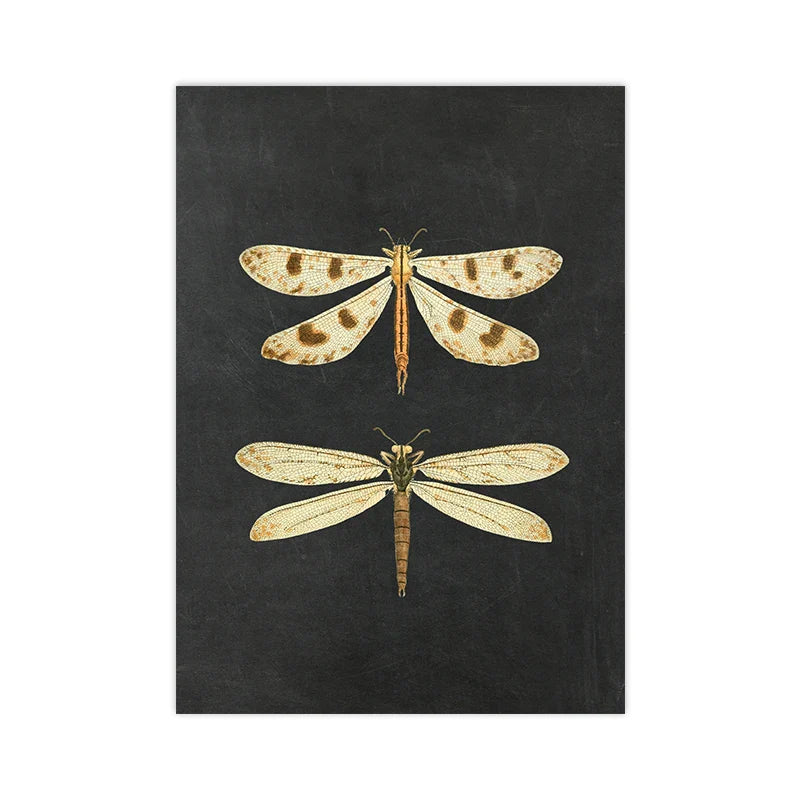 Vintage Flying Insect Specimen Canvas Wall Art Print
