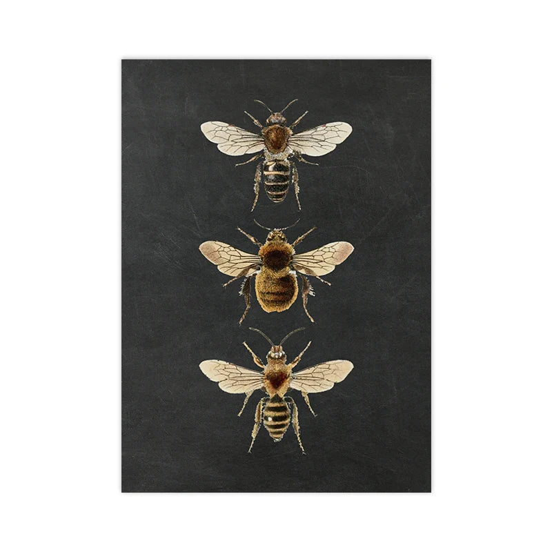 Vintage Flying Insect Specimen Canvas Wall Art Print