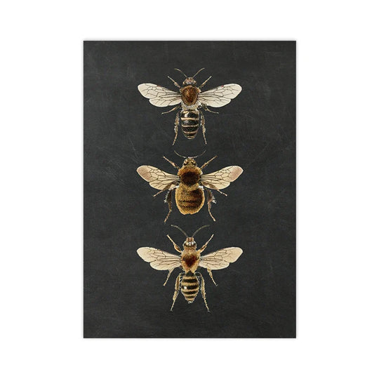 Vintage Flying Insect Specimen Canvas Wall Art Print