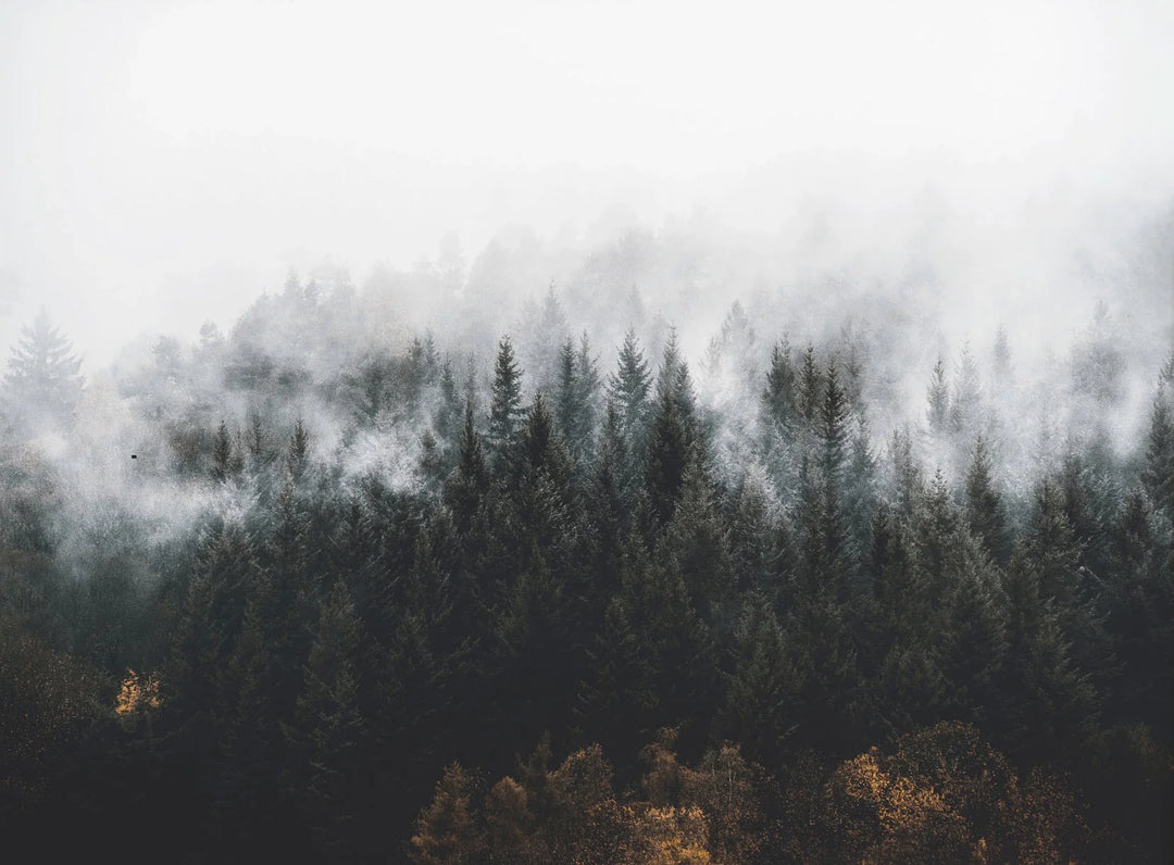 Green Mountain Misty Forest Landscape Wall Art Canvas Print