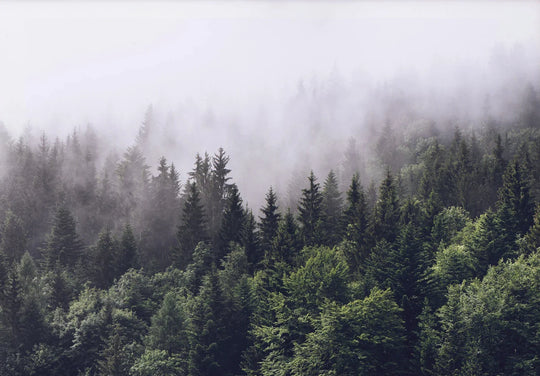 Green Mountain Misty Forest Landscape Wall Art Canvas Print