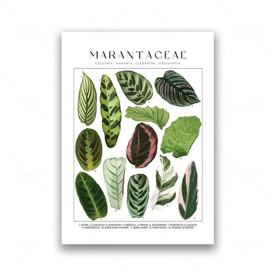 Classic Botanical Specimen Green Leaves Canvas Wall Art