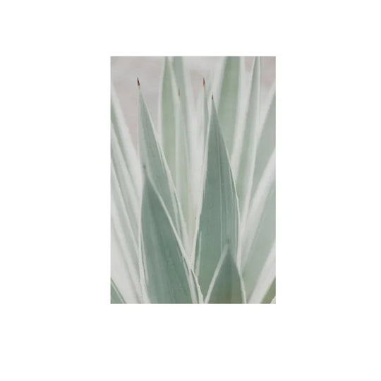 Cactus Botanical Canvas Wall Art Green Leaf Print