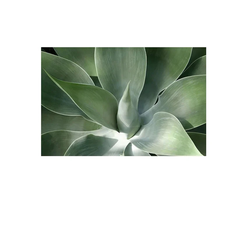 Cactus Botanical Canvas Wall Art Green Leaf Print