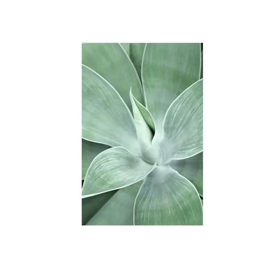 Cactus Botanical Canvas Wall Art Green Leaf Print