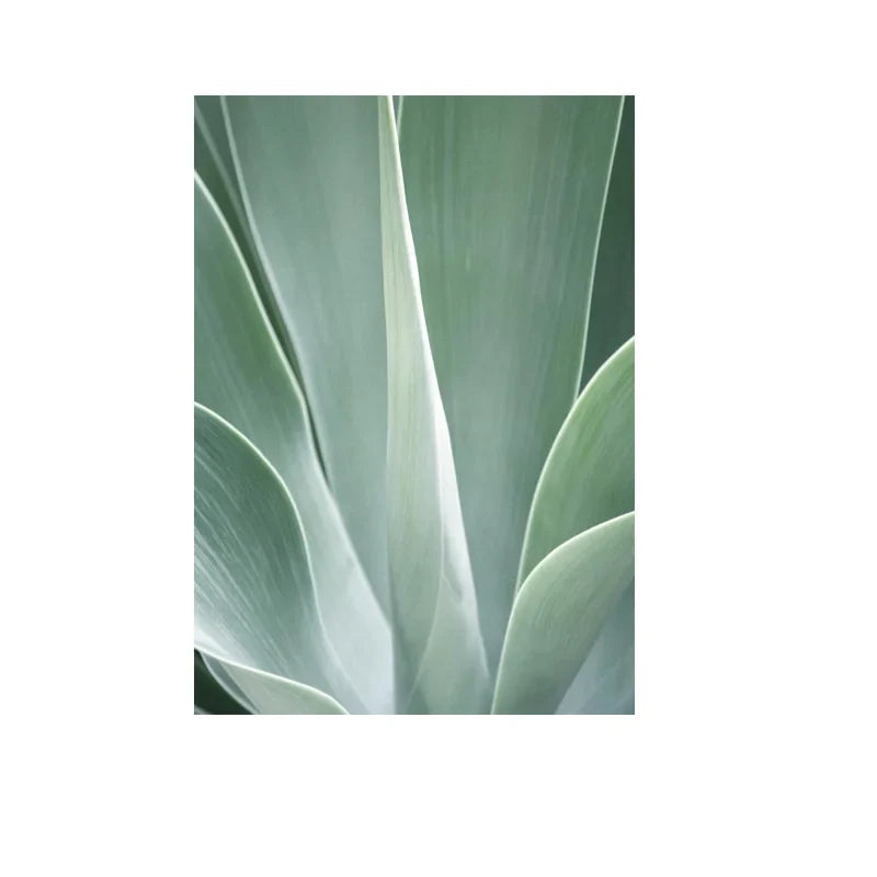 Cactus Botanical Canvas Wall Art Green Leaf Print