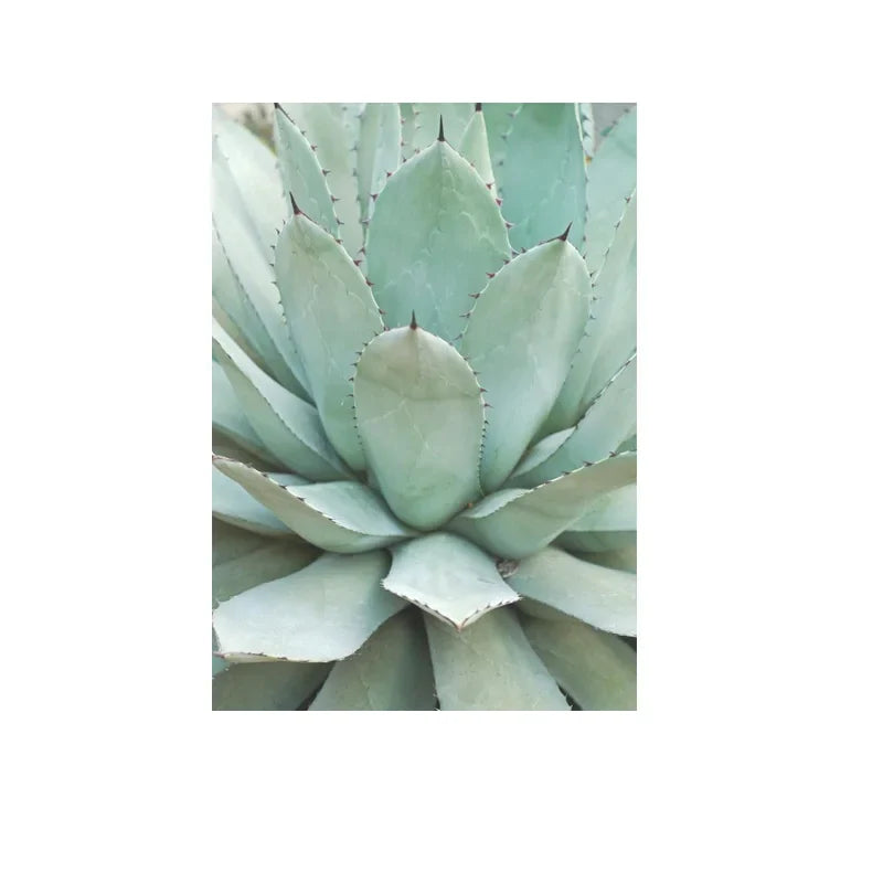 Cactus Botanical Canvas Wall Art Green Leaf Print